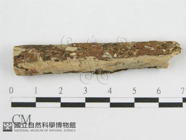 登錄號:F0010504藏品圖，第1張