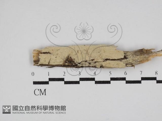 絲齒菌屬藏品圖，第1張