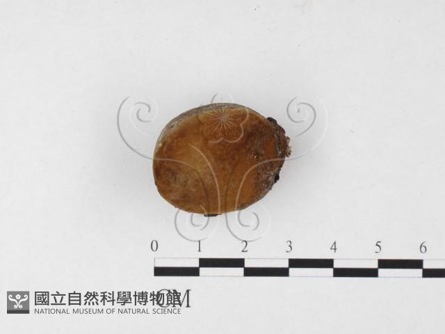 木層孔菌屬藏品圖，第1張
