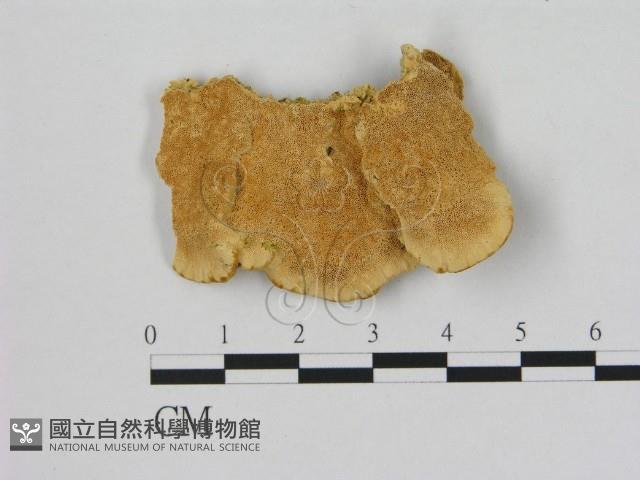 登錄號:F0006504藏品圖，第1張