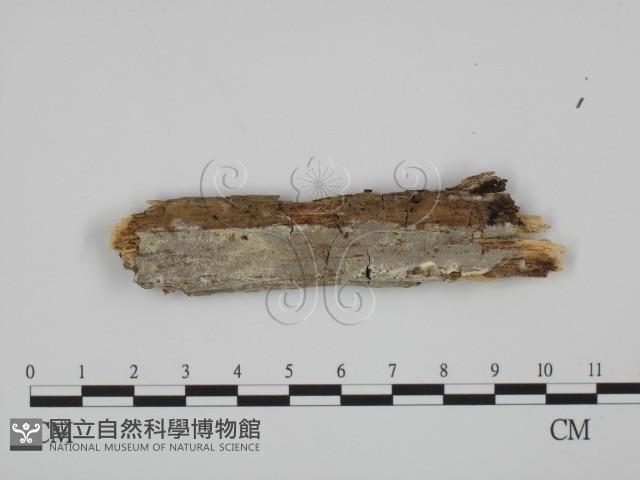 登錄號:F0001504藏品圖，第1張