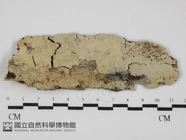 登錄號:F0031504藏品圖，第1張