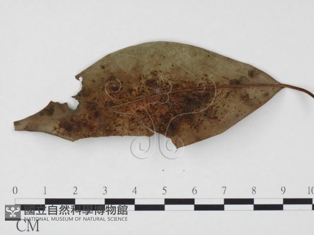 登錄號:F0024504藏品圖，第1張