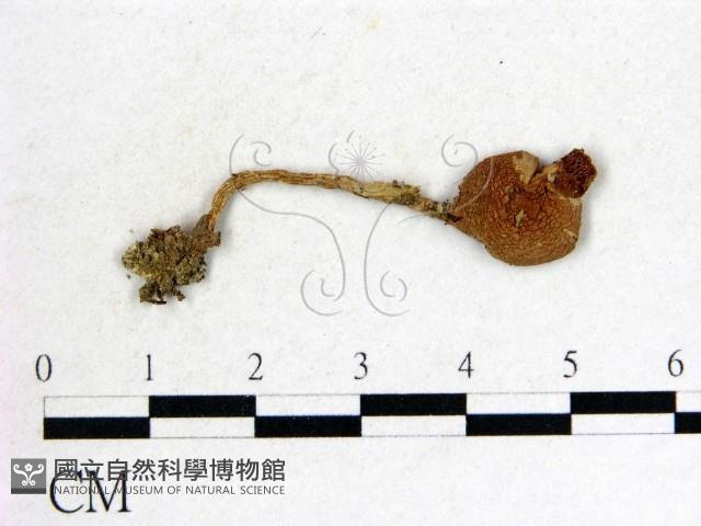 登錄號:F0014504藏品圖，第1張