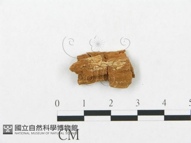 登錄號:F0002504藏品圖，第1張