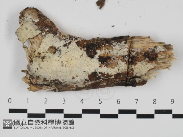 登錄號:F0032504藏品圖，第1張