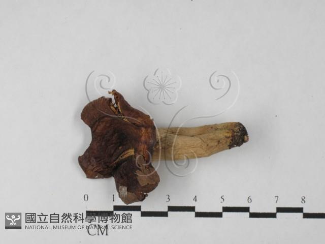 登錄號:F0027504藏品圖，第1張