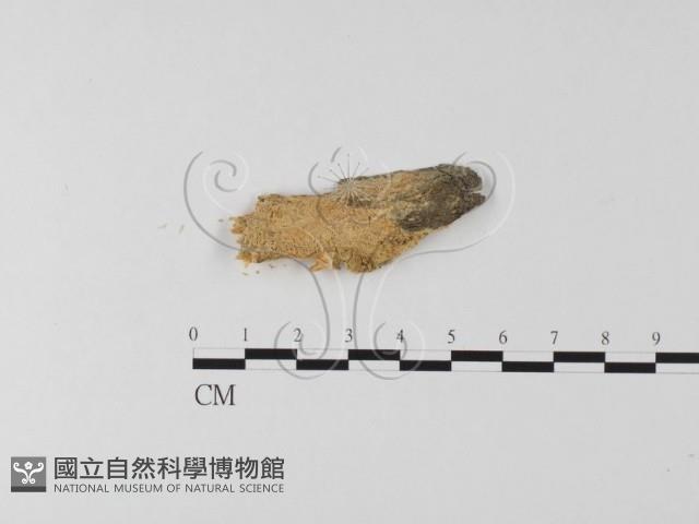 絲齒菌屬藏品圖，第1張