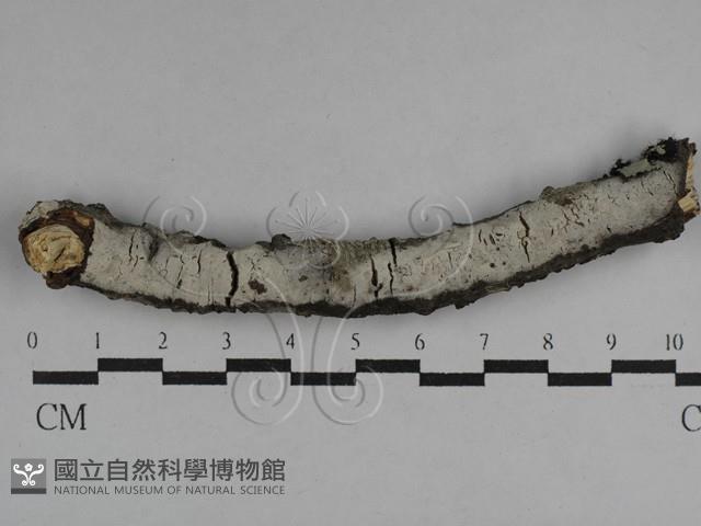 剛毛絲皮菌藏品圖，第1張