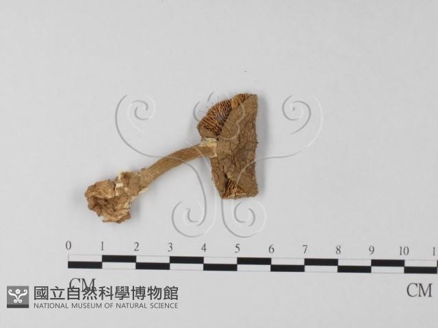 登錄號:F0003504藏品圖，第1張