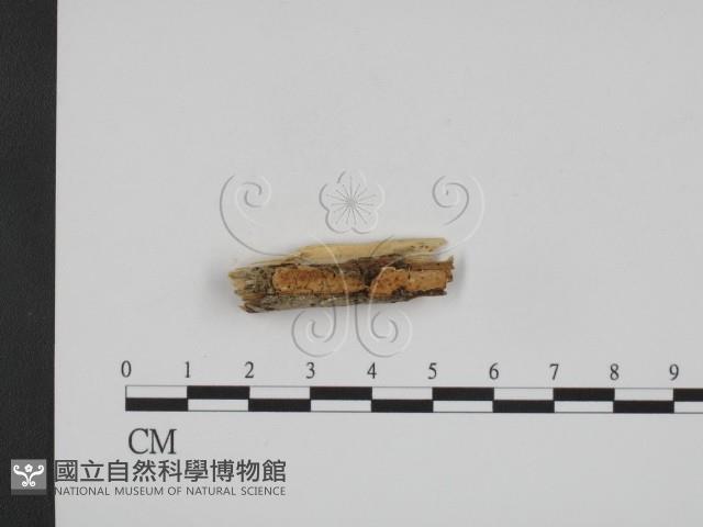 登錄號:F0013504藏品圖，第1張
