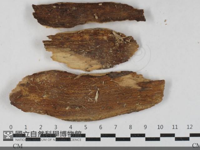 登錄號:F0033504藏品圖，第1張