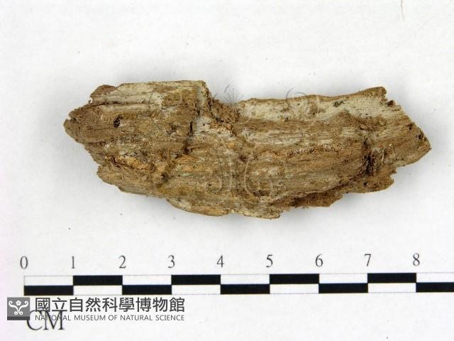 登錄號:F0020104藏品圖，第1張