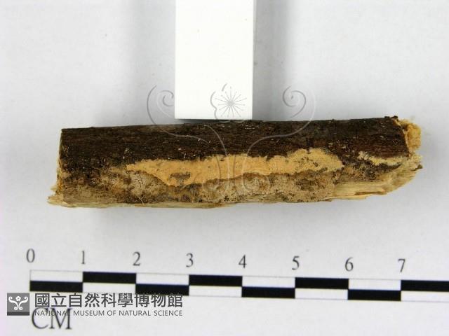 登錄號:F0022104藏品圖，第1張