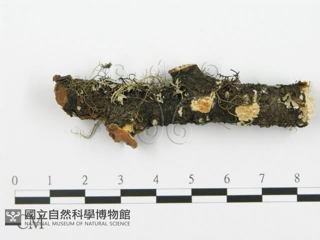 射脈菌屬藏品圖，第1張