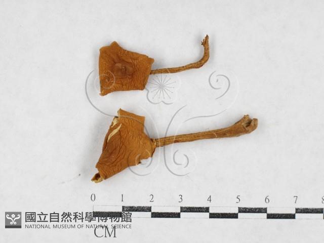 登錄號:F0027104藏品圖，第1張