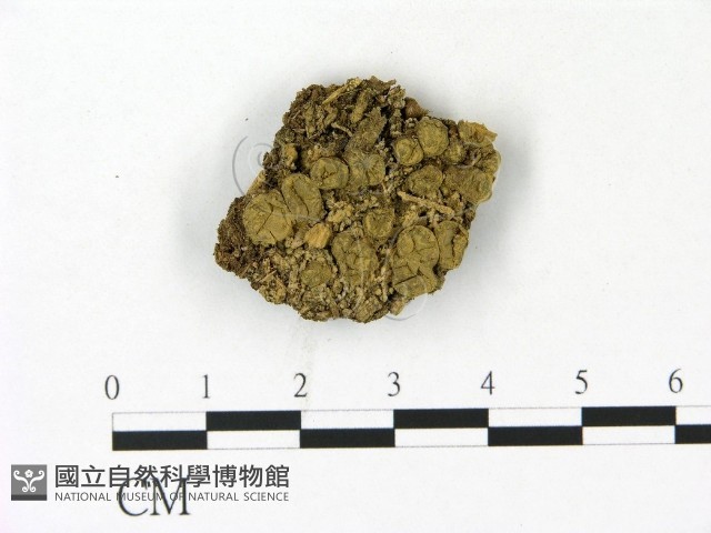 登錄號:F0023104藏品圖，第1張