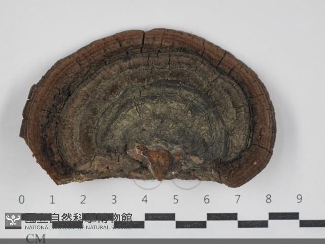 黃荊桑黃藏品圖，第1張