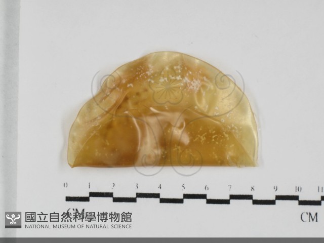 炭角菌屬藏品圖，第1張