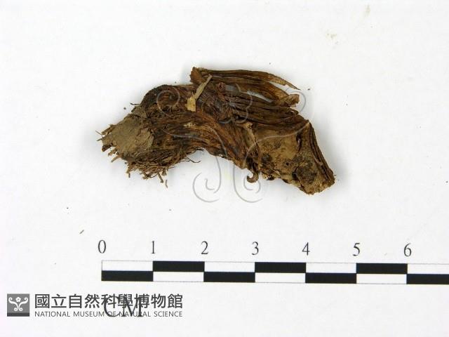 小皮傘屬藏品圖，第1張