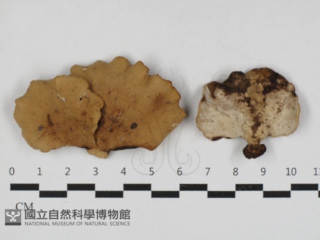多孔菌屬藏品圖，第2張