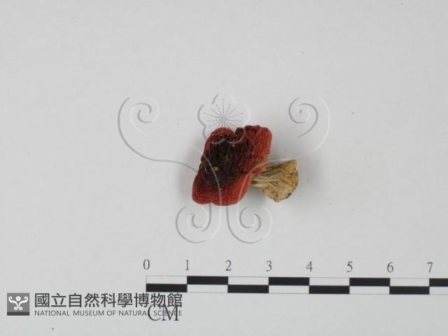紅菇屬藏品圖，第1張