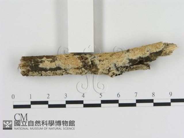 登錄號:F0010304藏品圖，第1張