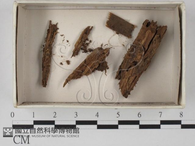 登錄號:F0021304藏品圖，第1張