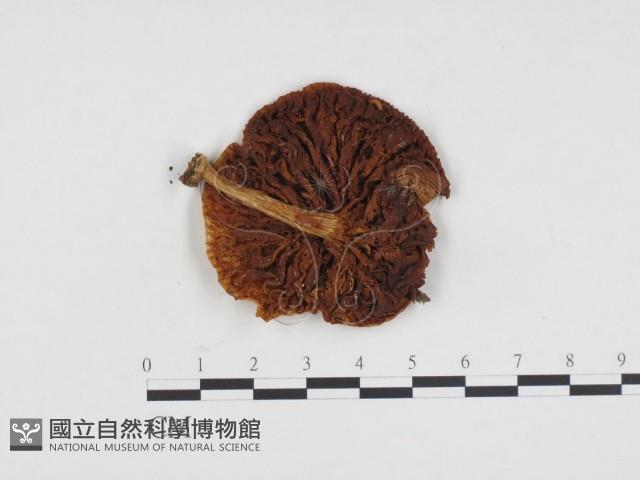 登錄號:F0024304藏品圖，第1張