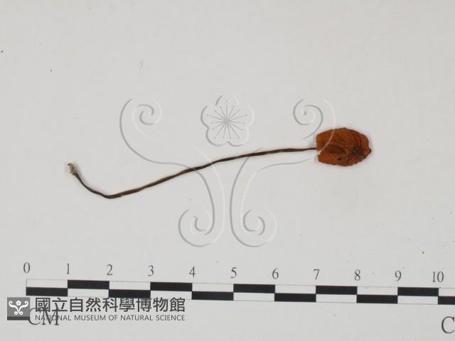 登錄號:F0022304藏品圖，第1張