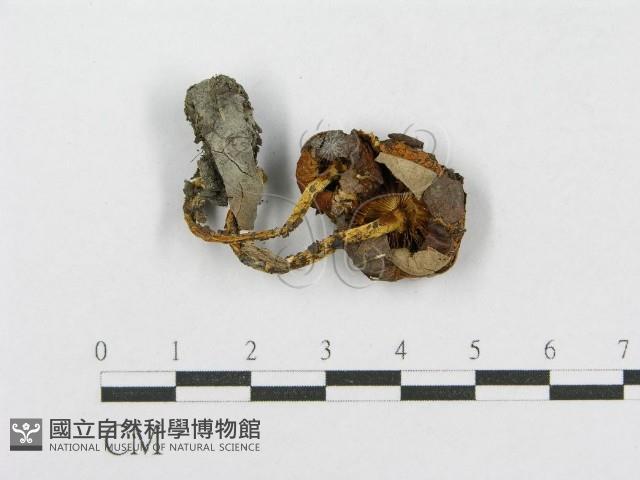 登錄號:F0002304藏品圖，第1張