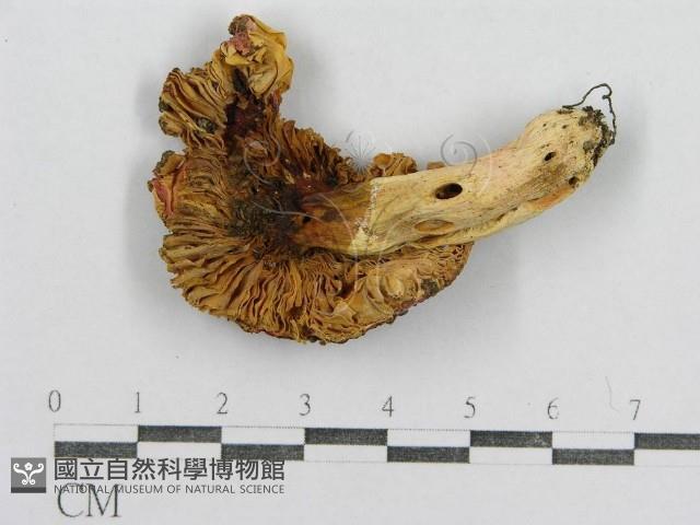 紅菇屬藏品圖，第1張