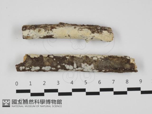 登錄號:F0032304藏品圖，第1張