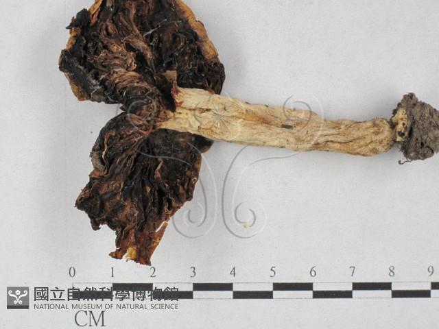 登錄號:F0027304藏品圖，第1張