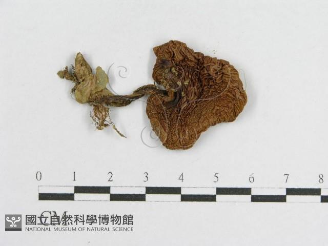 登錄號:F0013304藏品圖，第1張