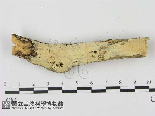 登錄號:F0000214藏品圖，第1張