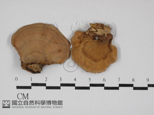 韌革菌屬藏品圖，第1張