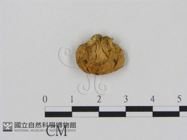 登錄號:F0011214藏品圖，第1張