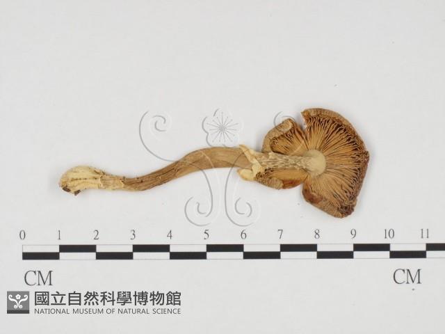 登錄號:F0024214藏品圖，第1張