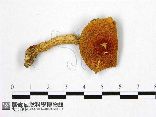 登錄號:F0014214藏品圖，第1張