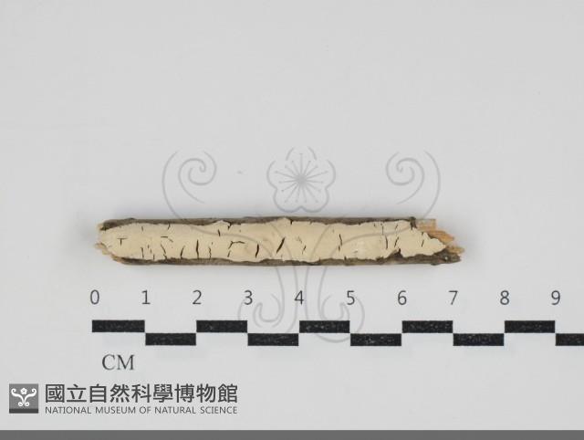 登錄號:F0034214藏品圖，第1張