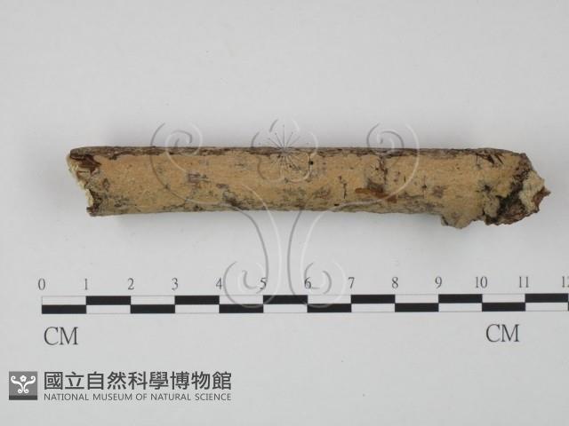 登錄號:F0022214藏品圖，第1張