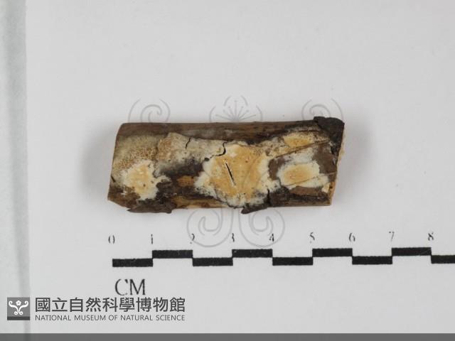 登錄號:F0032214藏品圖，第1張