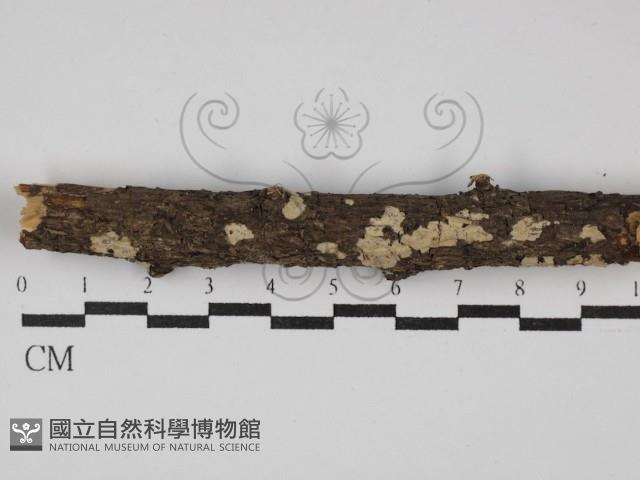 登錄號:F0027214藏品圖，第1張