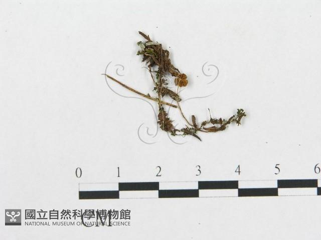 登錄號:F0017214藏品圖，第1張