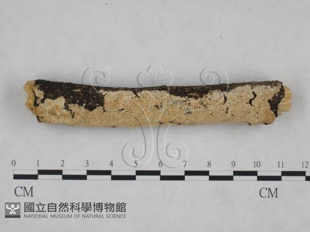 登錄號:F0025214藏品圖，第1張