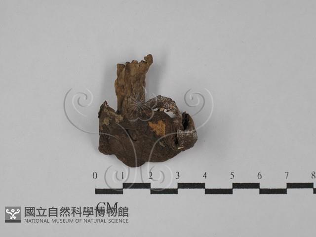 紅菇屬藏品圖，第1張