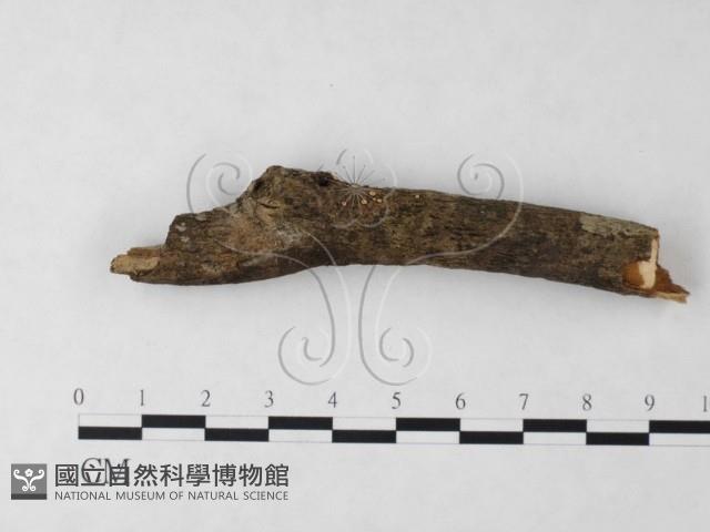 登錄號:F0023214藏品圖，第1張