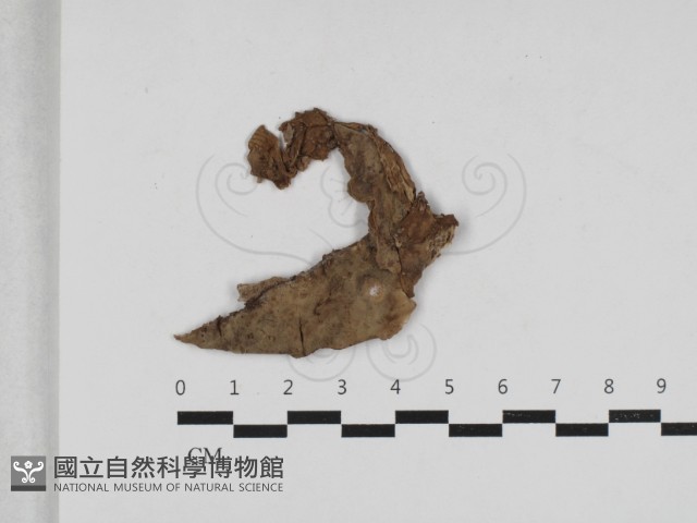 登錄號:F0033214藏品圖，第1張