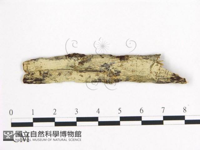 登錄號:F0008814藏品圖，第1張